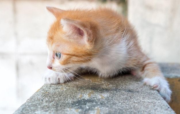 Piccolo gattino marrone dorato carino con gli occhi azzurri nel fuoco selettivo del cortile di casa all'aperto sul suo occhio