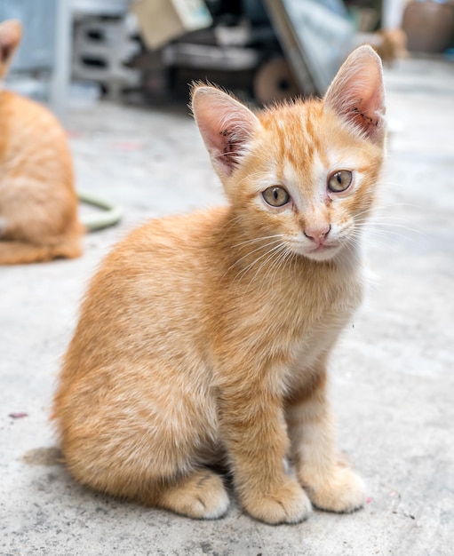 Piccolo gattino marrone dorato carino giaceva sul pavimento del cortile di cemento all'aperto sotto la luce naturale