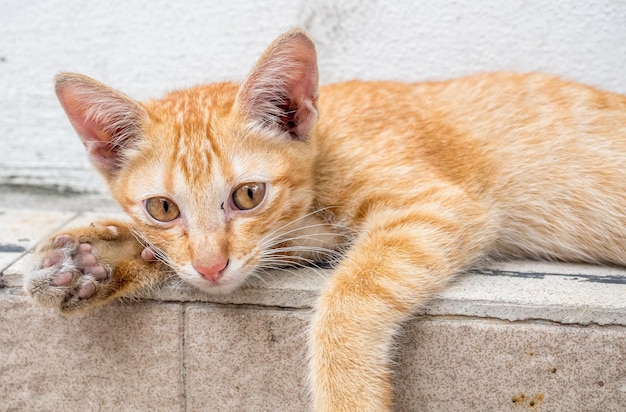 Piccolo gattino marrone dorato carino in posizione relax nel giardino sul cortile esterno si concentra sul suo occhio