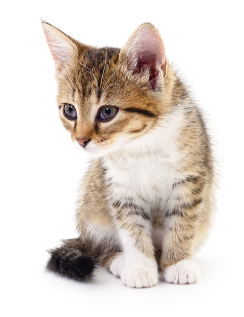 Piccolo gattino marrone isolato su sfondo bianco.