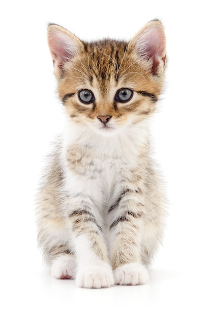 Piccolo gattino marrone isolato su sfondo bianco.