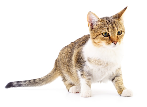 Piccolo gattino marrone isolato su sfondo bianco.