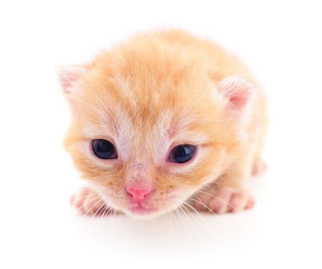 Piccolo gattino marrone isolato su sfondo bianco.