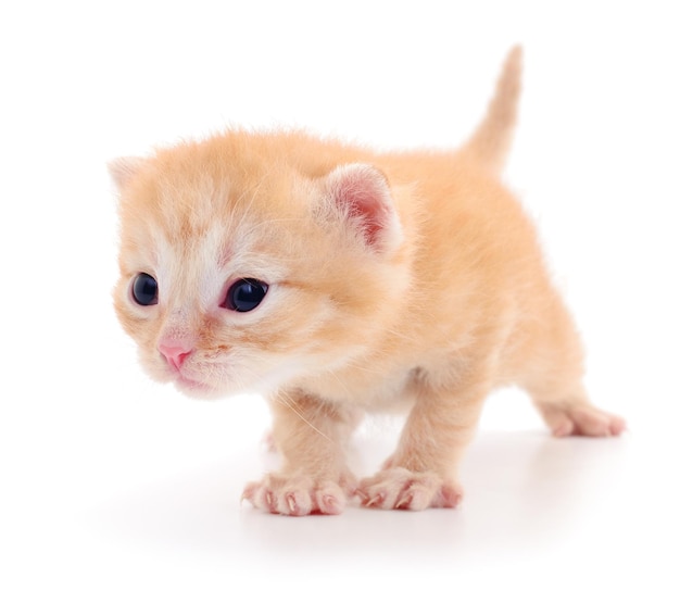 Piccolo gattino marrone isolato su sfondo bianco.