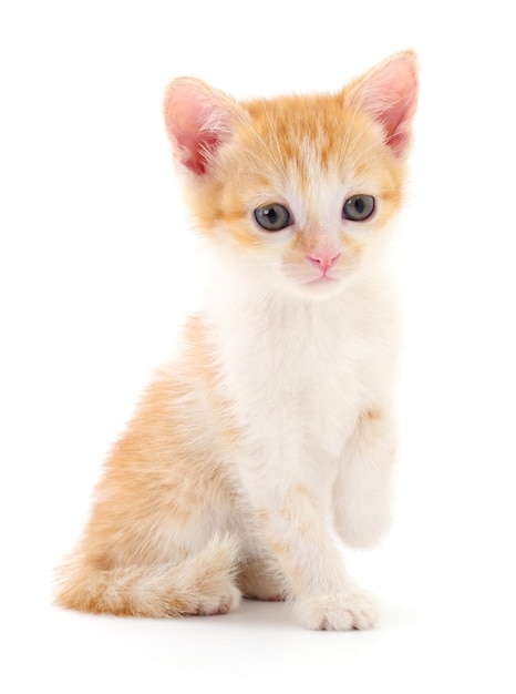Piccolo gattino marrone isolato su sfondo bianco