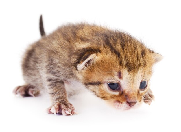 Piccolo gattino marrone