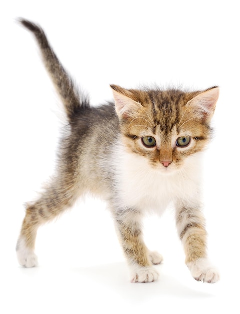 Piccolo gattino marrone