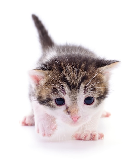 Piccolo gattino marrone