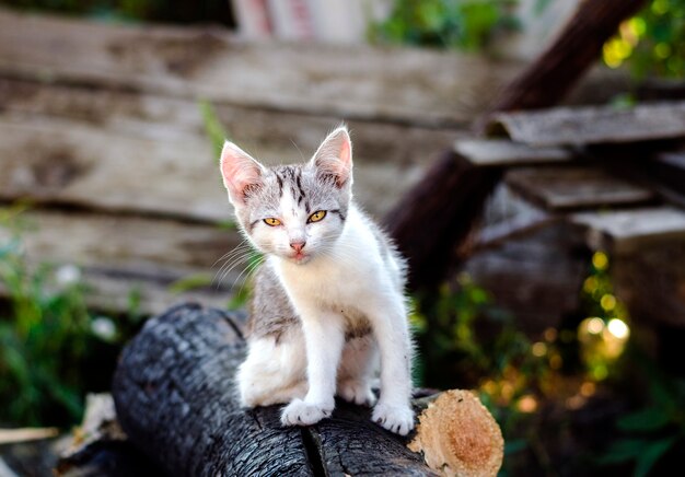 Piccolo gattino nel cortile al sole