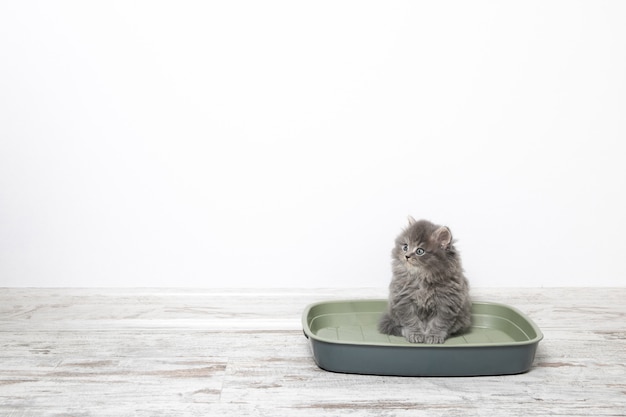 Piccolo gattino nel gatto di lettiera di plastica sul pavimento