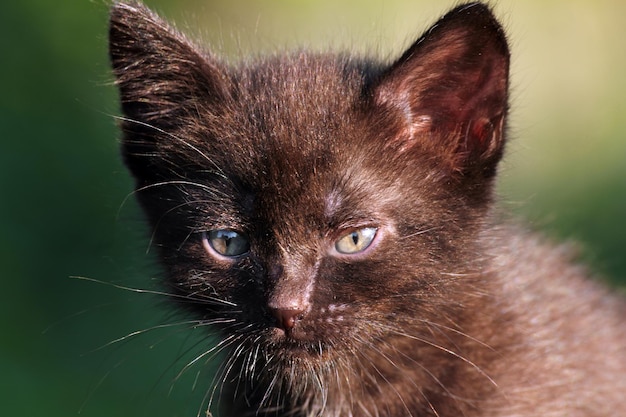 Piccolo gattino nero all'aperto