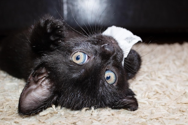 Piccolo gattino nero che rosicchia un pezzo di carta