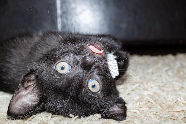 Piccolo gattino nero che rosicchia un pezzo di carta