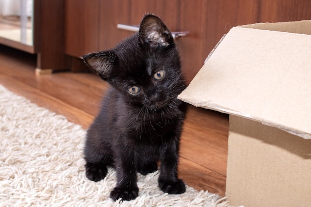 Piccolo gattino nero che rosicchia una scatola