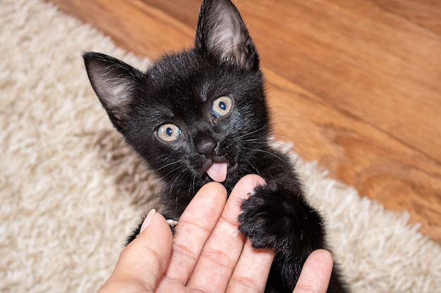 Piccolo gattino nero mostra la lingua da vicino