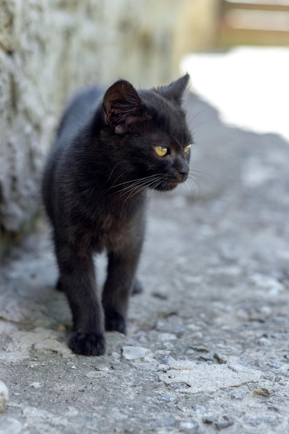 Piccolo gattino nero vicino al muro della casa con tempo soleggiato