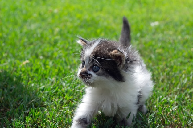 Piccolo gattino randagio che gioca sull'erba