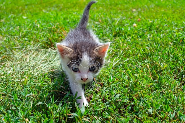 Piccolo gattino randagio che gioca sull'erba