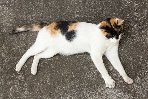 Piccolo gattino recante sul pavimento.