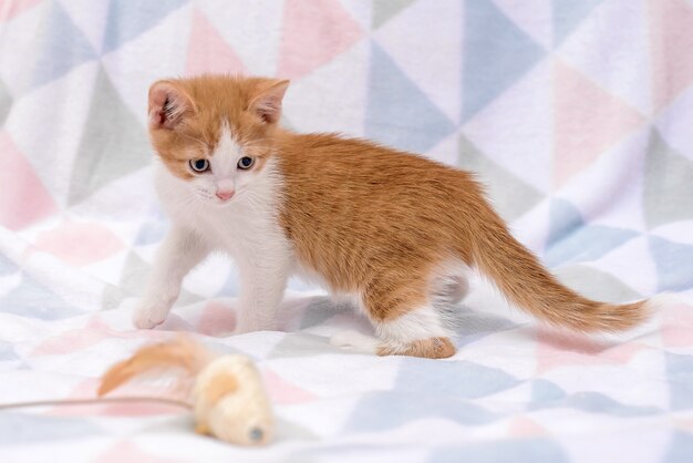 Piccolo gattino rosso carino che gioca con un giocattolo su una coperta