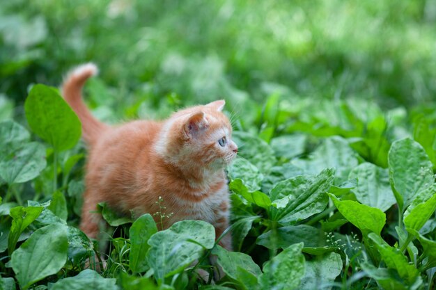 Piccolo gattino rosso che cammina sul prato di piantaggine nel giardino estivo