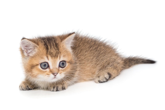 Piccolo gattino scozzese a strisce di colore dorato