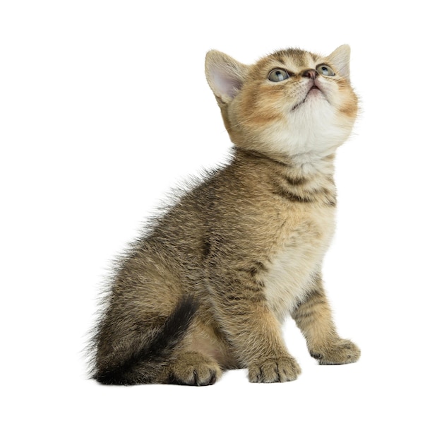 Piccolo gattino scozzese grigio dritto che guarda su uno sfondo bianco