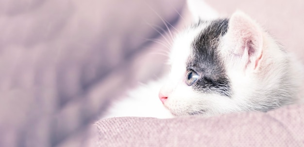 Piccolo gattino sdraiato su un divano Spazio di copia Banner