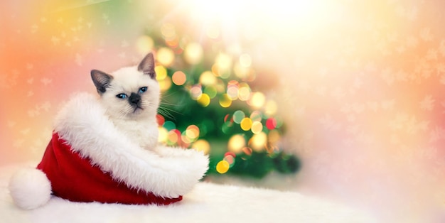 Piccolo gattino seduto in cappello da Babbo Natale contro l'abete con le luci di Natale Banner orizzontale