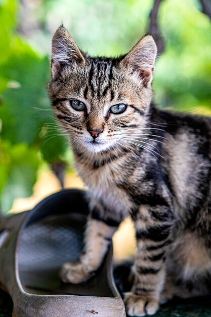 Piccolo gattino seduto su un tavolo in fattoria