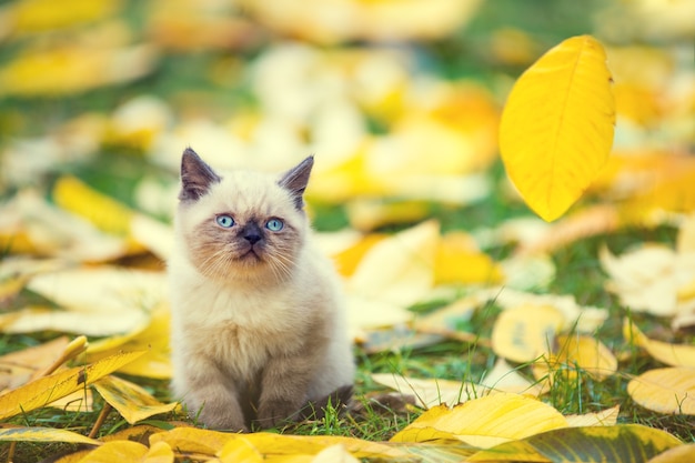 Piccolo gattino seduto sulle foglie d'autunno in autunno