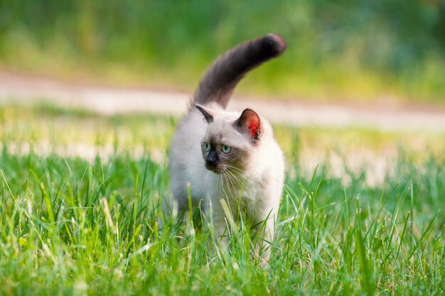 Piccolo gattino siamese carino che cammina sull'erba nel giardino estivo