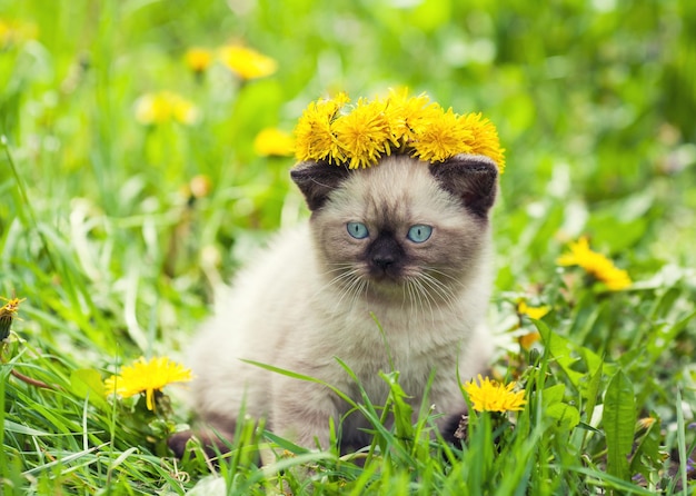 Piccolo gattino siamese che indossa una corona di denti di leone