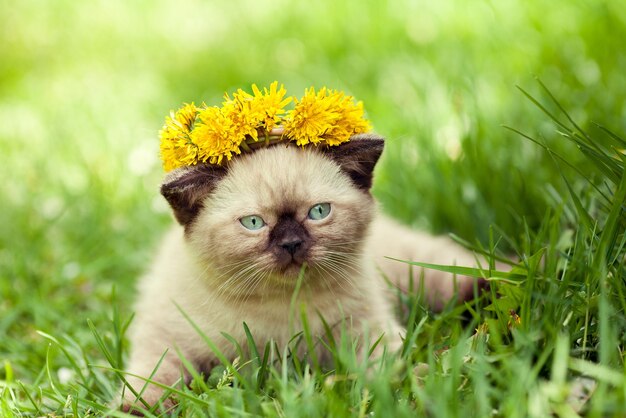 Piccolo gattino siamese che indossa una corona di denti di leone