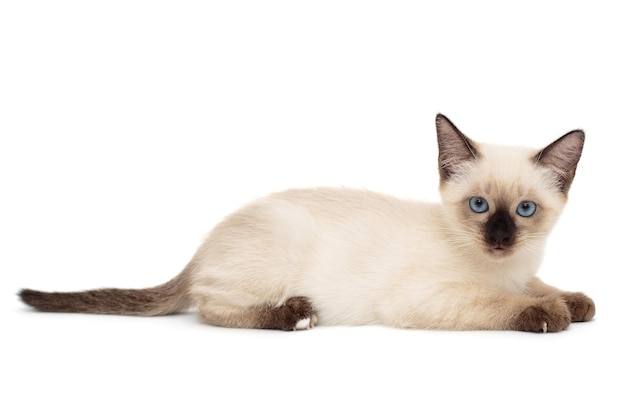 Piccolo gattino siamese divertente