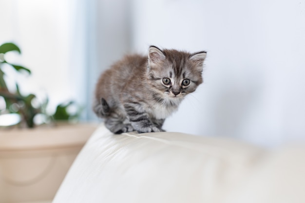 Piccolo gattino soriano in casa