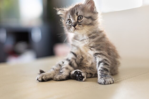 Piccolo gattino soriano in casa