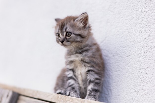 Piccolo gattino soriano in casa