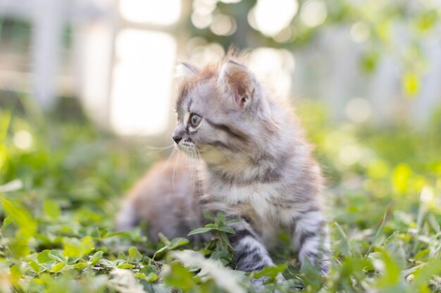 Piccolo gattino soriano nell'erba al sole