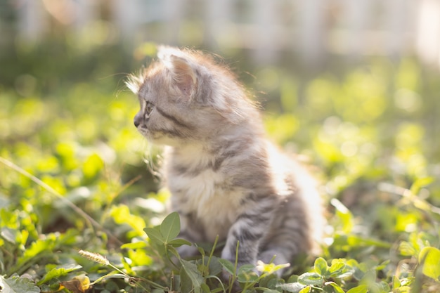 Piccolo gattino soriano nell'erba al sole