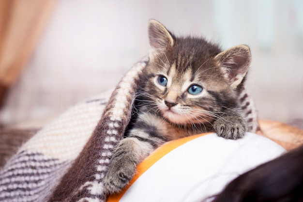 Piccolo gattino sotto un plaid