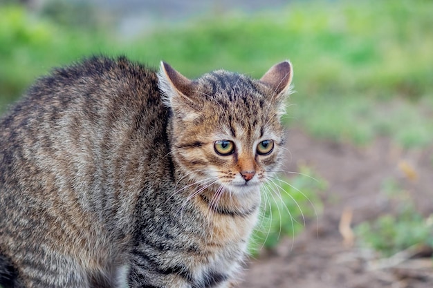 Piccolo gattino spaventato a strisce con una schiena curva da vicino