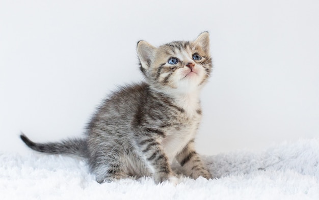 Piccolo gattino su sfondo bianco