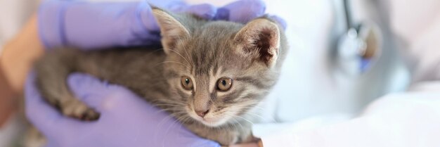 Piccolo gattino sveglio all'appuntamento veterinario nei servizi clinici del medico per gli animali