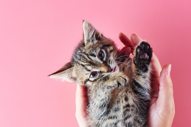 Piccolo gattino sveglio che posa nelle palme femminili sopra fondo rosa. Isolato, copia spazio