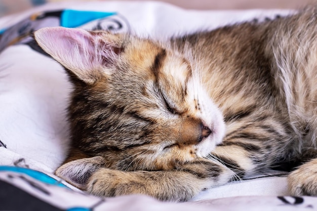 Piccolo gattino tabby che dorme a casa da vicino