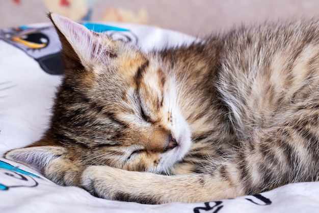 Piccolo gattino tabby che dorme a casa primo piano
