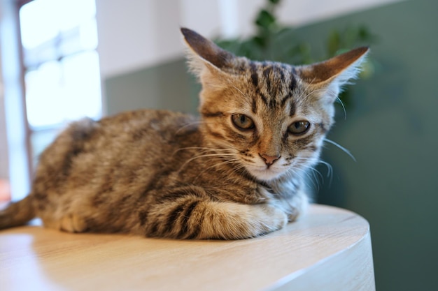 Piccolo gattino tabby marrone simpatici animali in casa