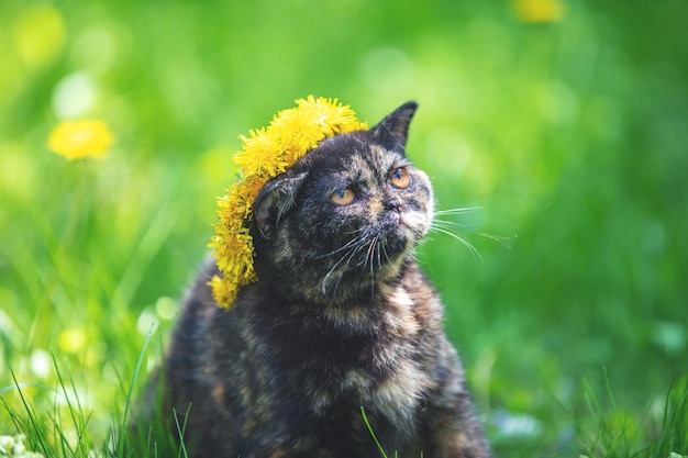 Piccolo gattino tartarugato seduto sull'erba nel giardino primaverile Gatto incoronato coroncina di fiori di tarassaco