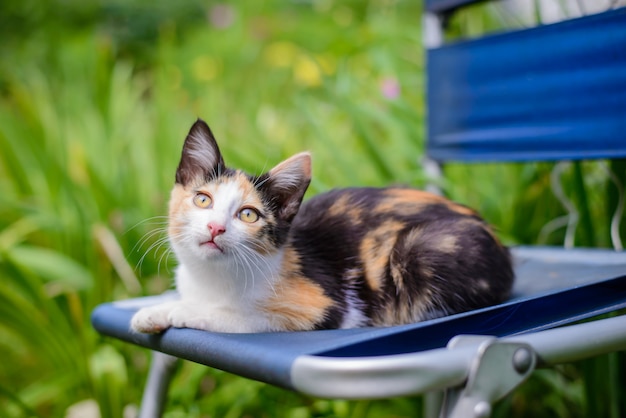 Piccolo gattino tricolore nel giardino